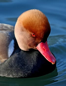 Red-crested DuckPortrait