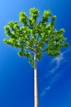 Green tree