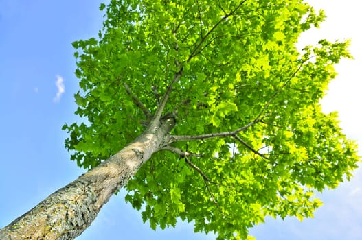 Green tree