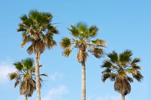 Palms and sky