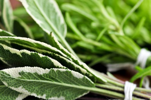 Bunches of fresh herbs