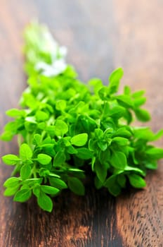 Bunch of fresh oregano