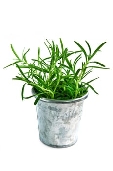 Fresh herbs - rosemary