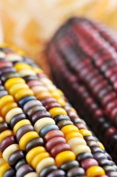 Indian corn