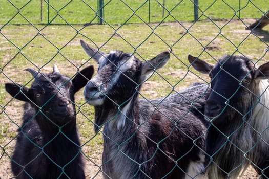 Three black goats behind the fence on the farm