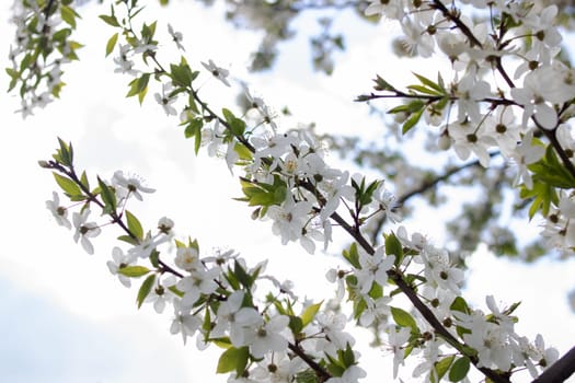 White bright cherry blossoms on a branch close up