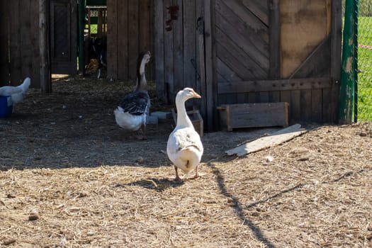 Geese in the yard on the farm close up