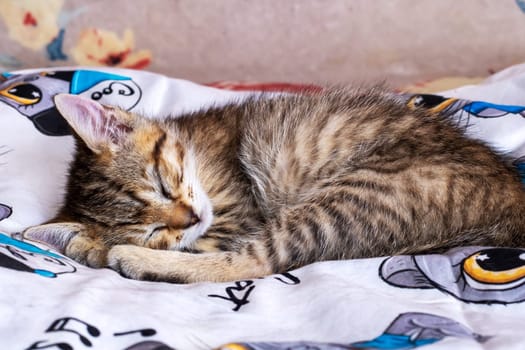 Little tabby kitten sleeping at home close up