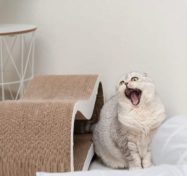 The concept of pets. A beautiful gray cat of the Scottish Fold breed, sits near a claw sharpener in a home interior with a wide open mouth. Yawns funny.