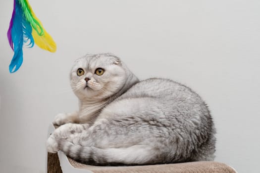 Pets concept. A beautiful gray cat of the Scottish Fold breed sits on a claw sharpener and looks at a toy made of colorful feathers. copy space. Advertising