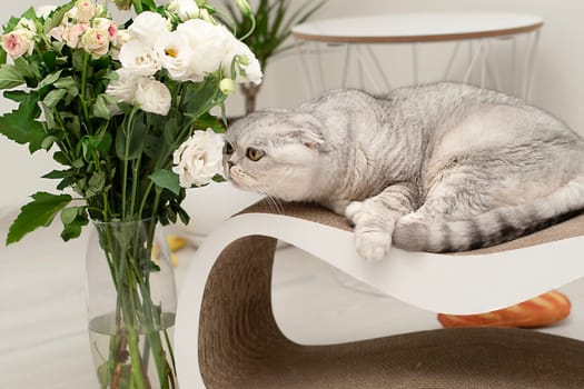 Domestic fluffy gray cat, Scottish Fold breed, lies on a claw sharpener against the background of a vase of flowers in a home interior. Horizontal