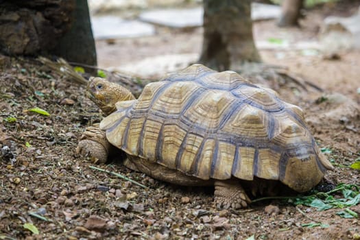 Sulcata tortoise or African spotted turtle It is the third largest land turtle in the world.