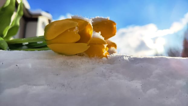 Bouquet of beautiful yellow tulips on snow on cold sunny day. Concept of opposite. Winter and flowers. International Women's Day March 8, Mother's Day, Valentine's Day. Card, background, copy space