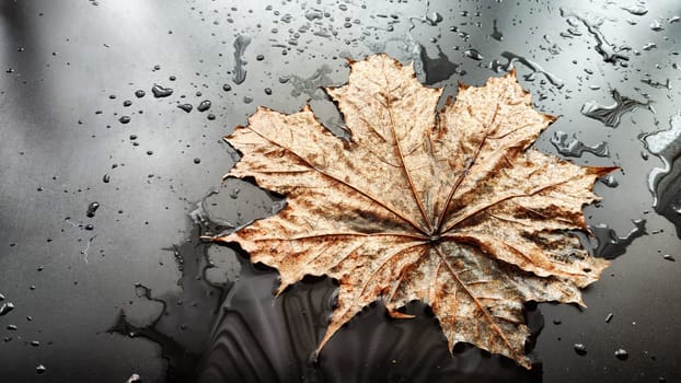 Yellow dry maple leaf in water or a puddle with drops and reflection on a black background. The concept of sad autumn day and the withering of nature. Abstract background and texture. Partial focus