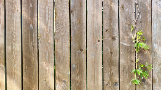 Grey or brown old fence and small geenery, young tree or grass in sun during the day. Background, natural texture, pattern, frame and copy space