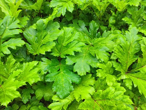 Green natural background with leaves. Selective Partial focus