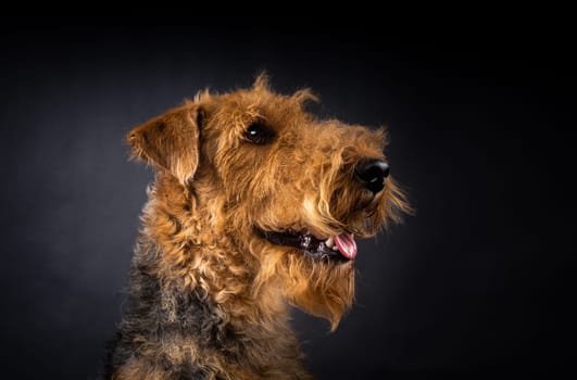 Portrait of an Airedale Terrier in close-up. Shot on a black background in a photo studio.