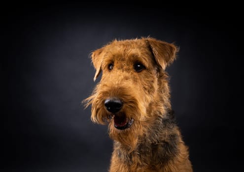 Portrait of an Airedale Terrier in close-up. Shot on a black background in a photo studio.