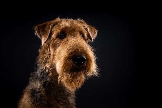 Portrait of an Airedale Terrier in close-up. Shot on a black background in a photo studio.