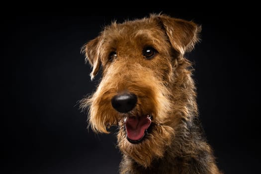 Portrait of an Airedale Terrier in close-up. Shot on a black background in a photo studio.