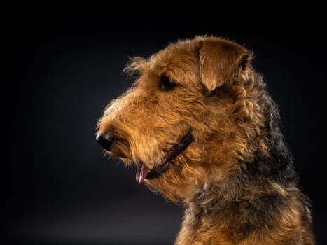 Portrait of an Airedale Terrier in close-up. Shot on a black background in a photo studio.