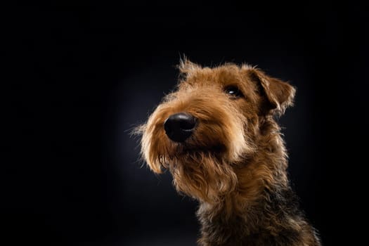 Portrait of an Airedale Terrier in close-up. Shot on a black background in a photo studio.