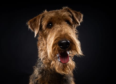 Portrait of an Airedale Terrier in close-up. Shot on a black background in a photo studio.