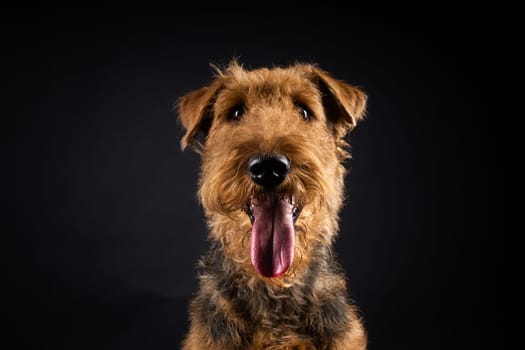 Portrait of an Airedale Terrier in close-up. Shot on a black background in a photo studio.