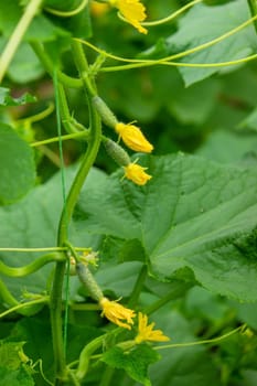 Organic cultivation of cucumbers. Close-up of fresh green vegetables ripening in a greenhouse. Selective focus