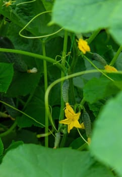 Organic cultivation of cucumbers. Close-up of fresh green vegetables ripening in a greenhouse. Selective focus