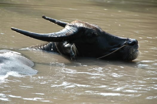 Water buffalo