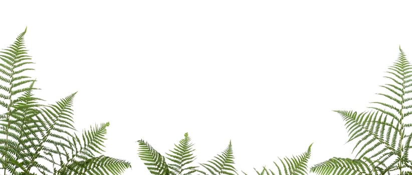 border of ferns