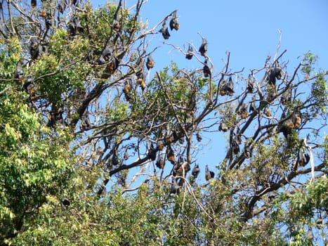 Fruit bats hanging from the tree
