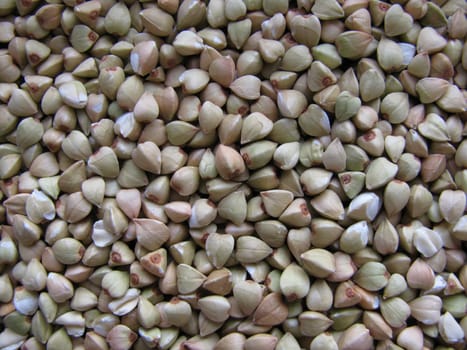 Buckwheat,Fagopyrum esculentum
