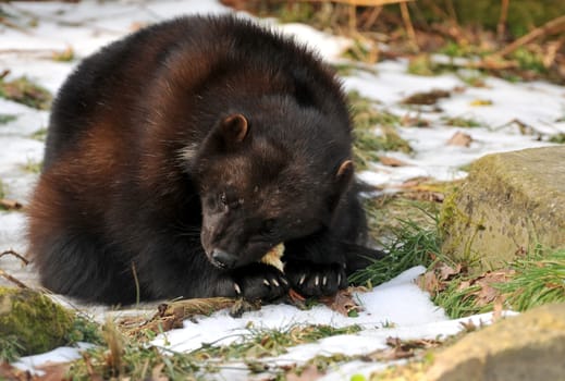 The wolverine in winter.
