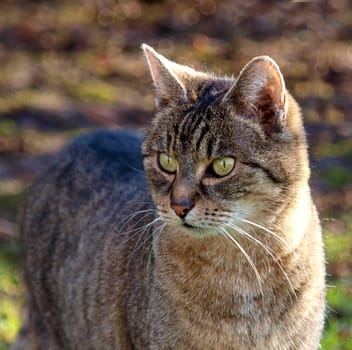 Scrutinizing Gaze
