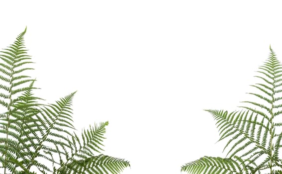 border of ferns