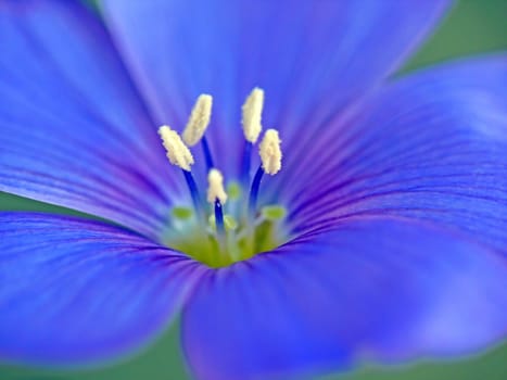 (Linum perenne)