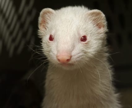Ferret