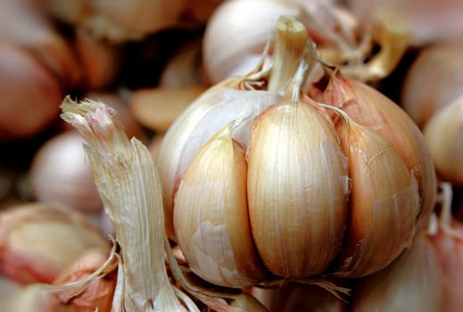 garlic