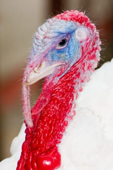 Turkey