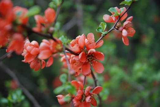 Japanese quince