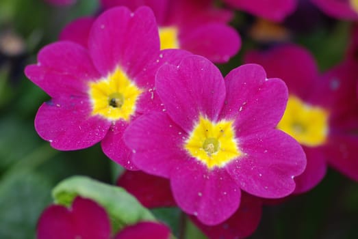 Primrose