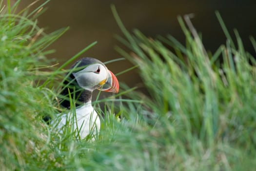 Puffin