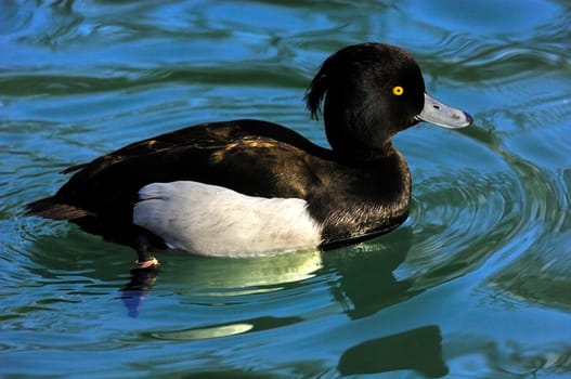Male tufted duck,Aythya fuligula