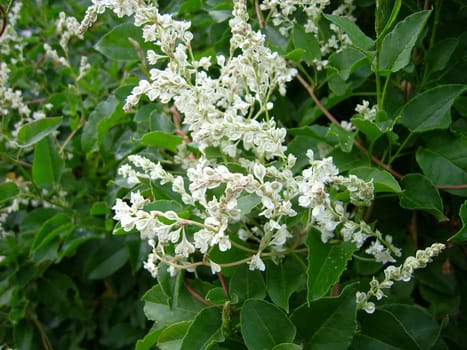 Chines. Knotweed,fallopia baldschua