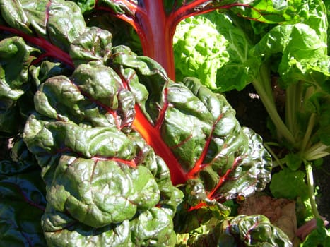 Red chard,Beta vulgaris