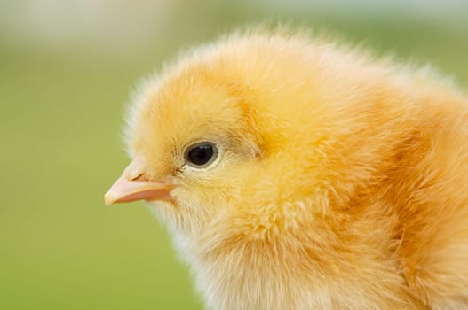 Little chicken