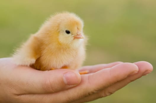 Small chicken on hand
