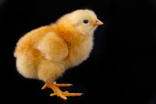 Little chicken